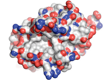 Image: Potential cancer drug sabutoclax blocks Bcl-2 protein family members that help keep cancer cells alive. This image shows the structure of one Bcl-2 protein, known as Bcl-Xl (Photo courtesy of the Pellecchia laboratory, Sanford-Burnham Medical Research Institute, La Jolla, CA, USA).